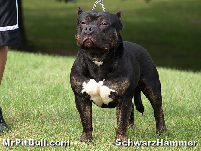 Healthy Pitbull Puppies with no Anxiety 